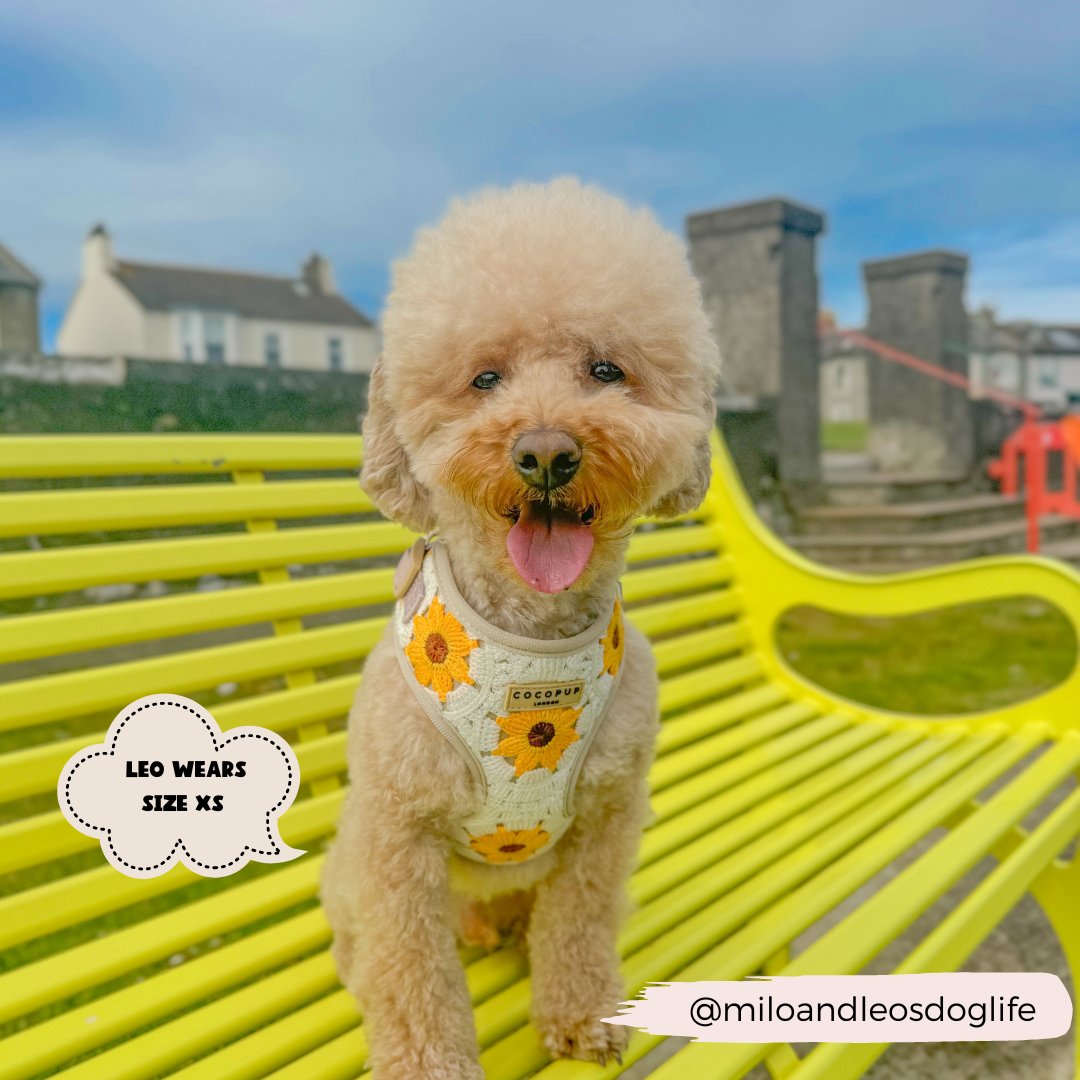 A fluffy beige poodle wearing an adjustable neck harness from the Cocopup London Sunflower Patch Adjustable Neck Harness, Lead & Collar Bundle sits on a bright yellow park bench. Background shows houses and a cloudy sky. Text on the image reads "Leo wears size XS" with "@miloandleosdoglife" handle at the bottom.