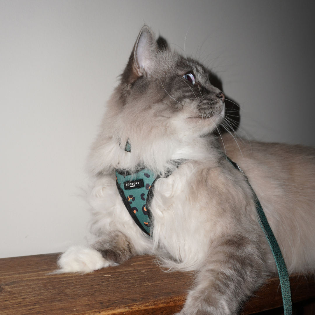 Cat Harness, Lead and Collar Bundle - Khaki Leopard