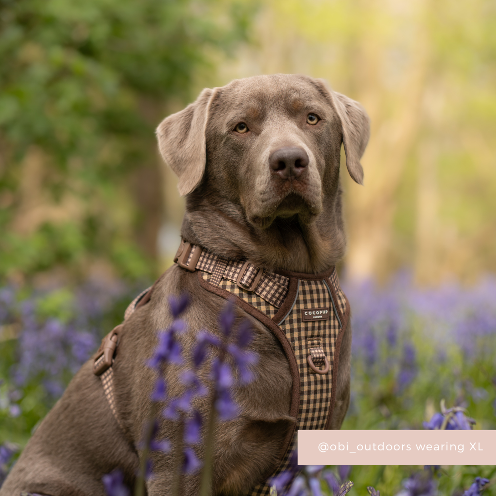 Gray dog in an XL Cocopup London Cotswold Check harness sits among purple flowers in a forest.