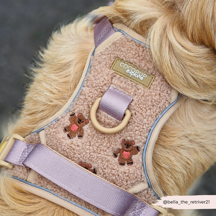 Explore Harness - Theo Embroidered Teddy
