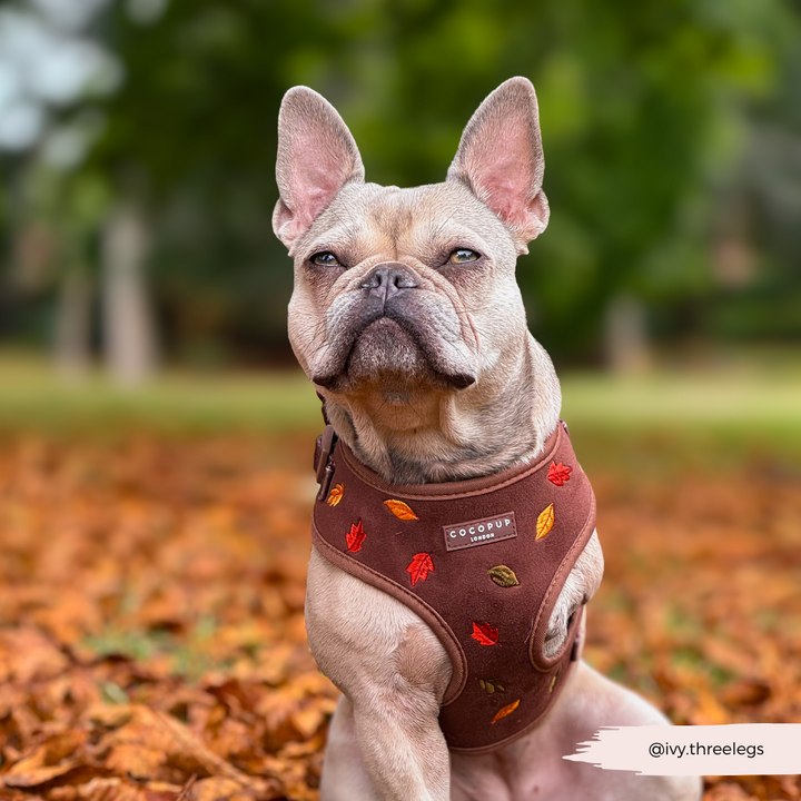 Pawtumn Leaves Adjustable Neck HARNESS