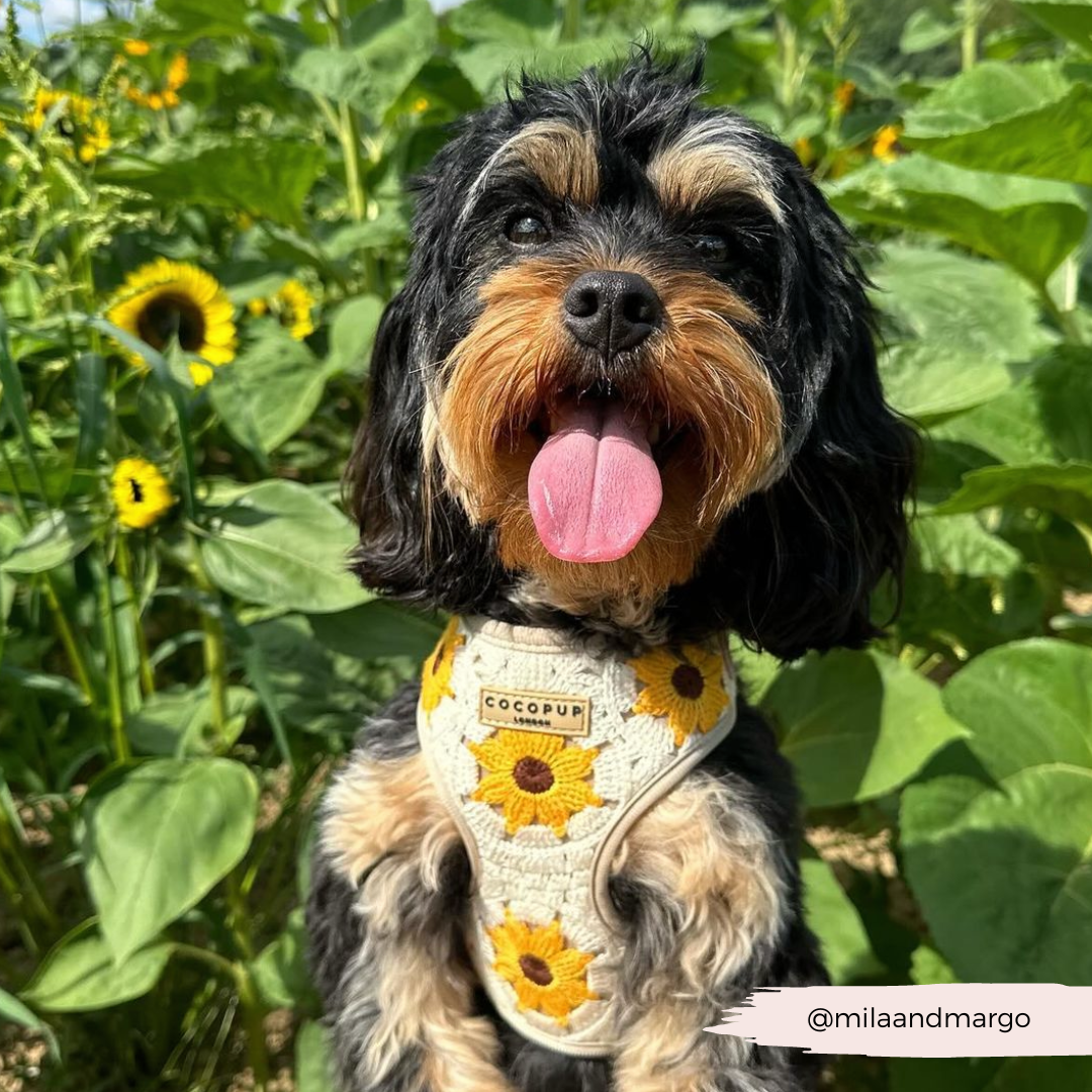 Sunflower Patch Adjustable Neck Harness