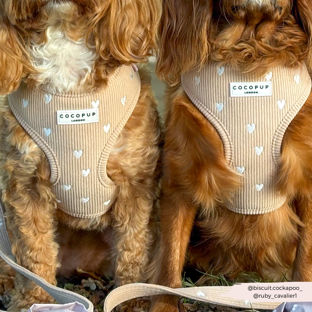 Chai Hearts Adjustable Neck HARNESS