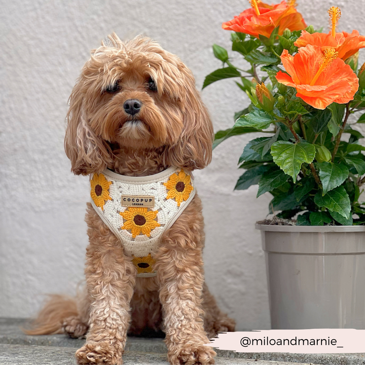 Sunflower Patch Adjustable Neck Harness