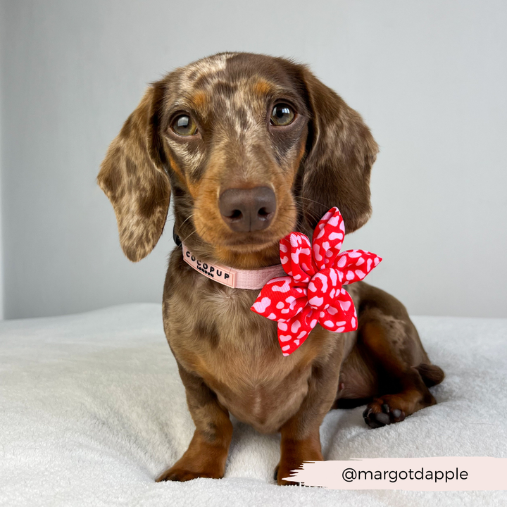 Red & Pink Leopard Collar Flower