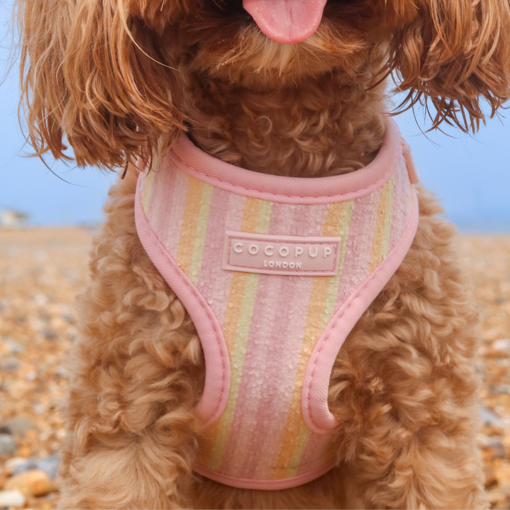 Pastel Stripes Adjustable Neck Harness, Lead & Collar Bundle