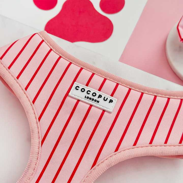 Candy Stripe Adjustable Neck Harness, Lead & Collar Bundle