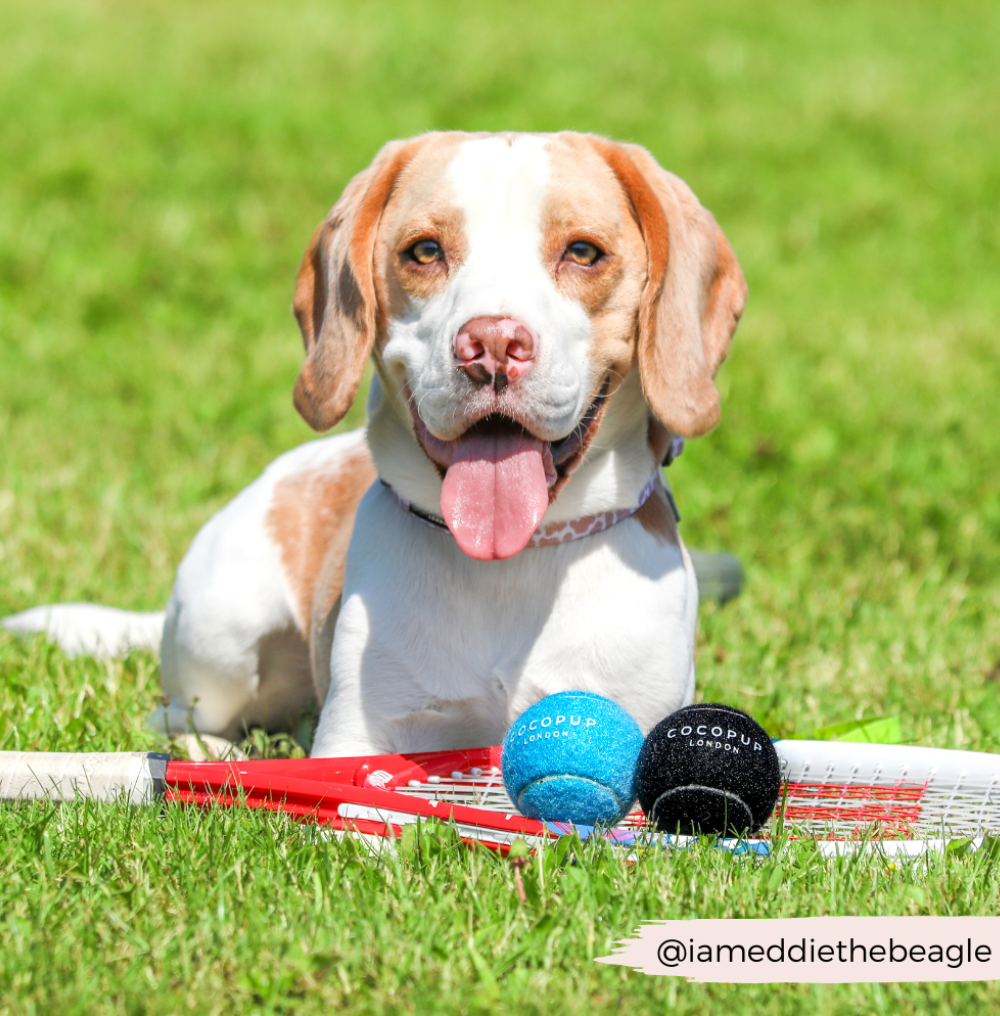 Tennis Ball Holder + One Tennis Ball Set