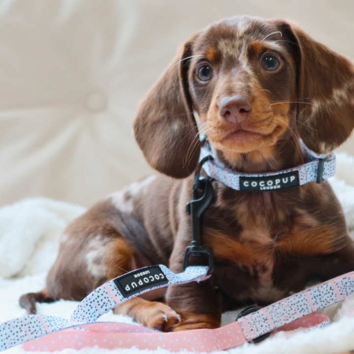 Pink Dalmatian Puppy Lead & Collar Set