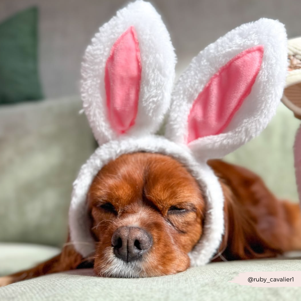 Dog Bunny Ears