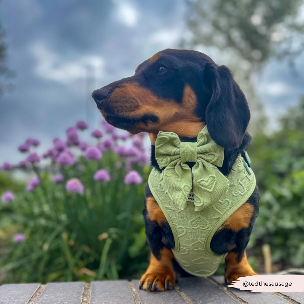 Luxe Sailor Bow Tie - Sage Heart