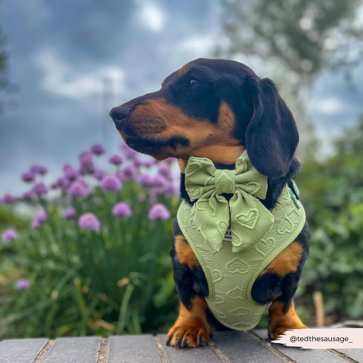 Luxe Sailor Bow Tie - Sage Heart