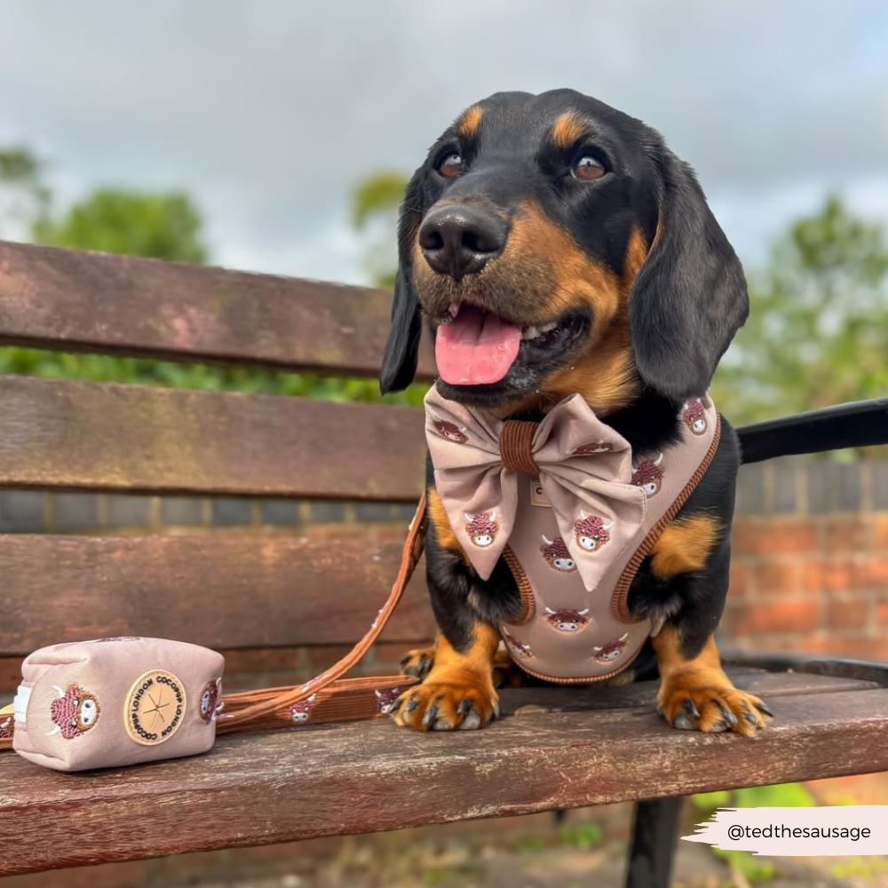 Harold the Highland Cow Sailor Bow Tie