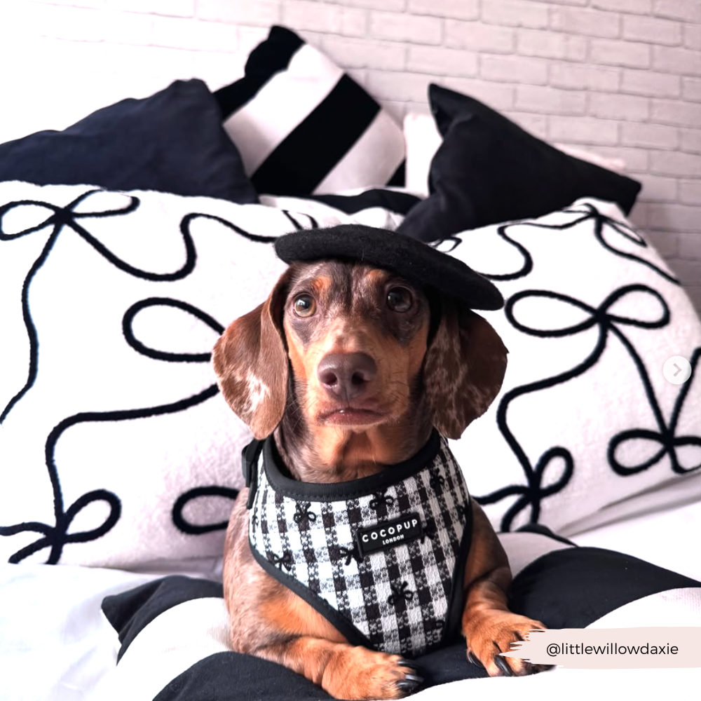 Pup in Paris Adjustable Neck Harness, Lead & Collar Bundle