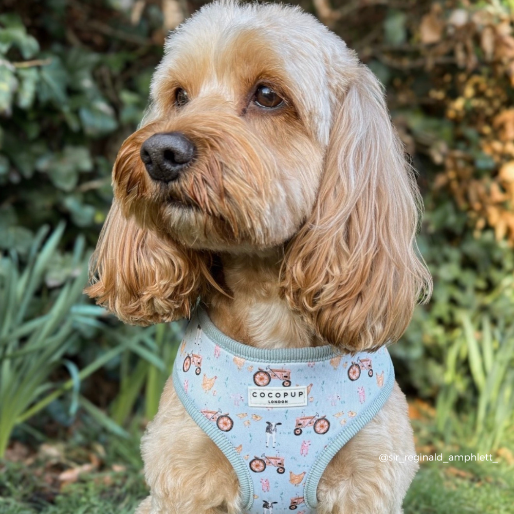 Barnyard Buddies Adjustable Neck HARNESS