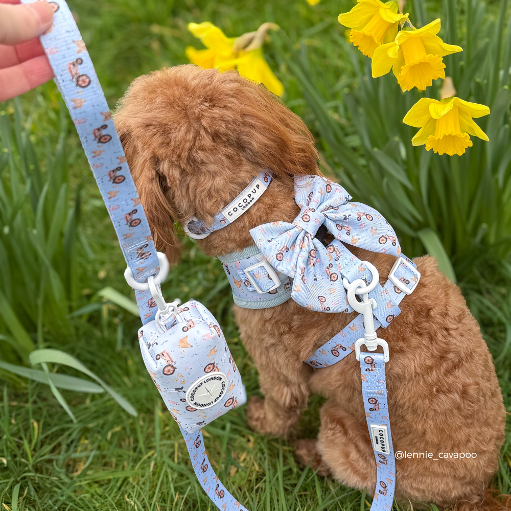 Barnyard Buddies Lead