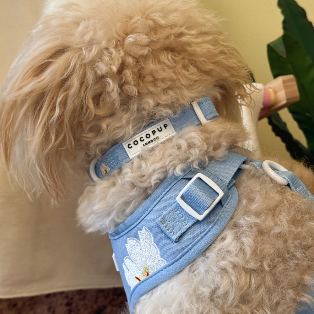 Blue Lagoon COLLAR