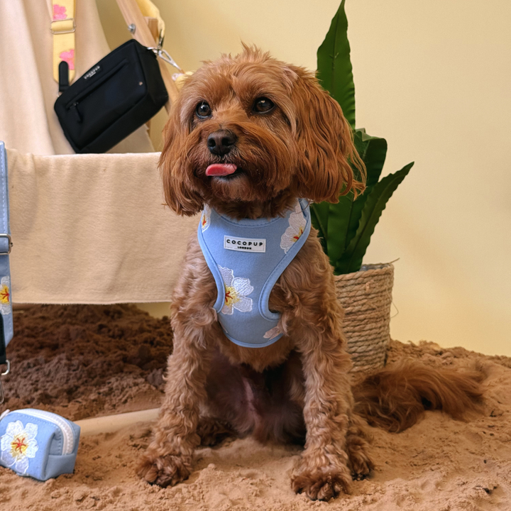 Blue Lagoon Adjustable Neck Harness, Lead & Collar Bundle