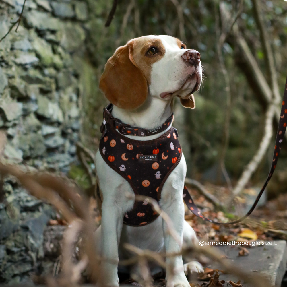 A beagle dog wearing a Halloween-themed harness with a pumpkin and moon pattern, sitting outdoors in a wooded setting.