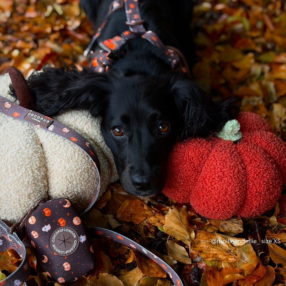 A black dog lying on a bed of autumn leaves, wearing a Halloween-themed harness and interacting with plush toys, including a red pumpkin and a cream-colored plush character.