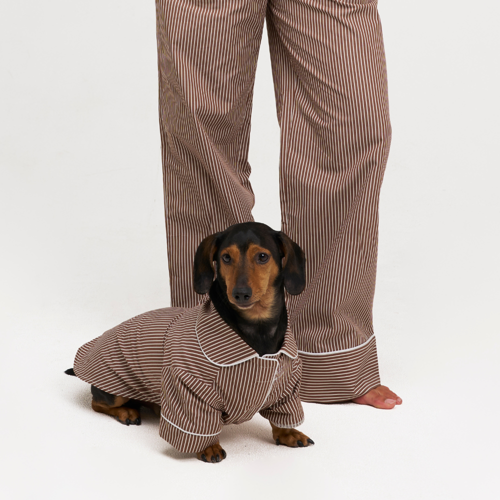 A dachshund wearing a matching brown and beige pinstriped pajama suit with white piping, standing in front of a person wearing matching pinstriped pajama pants on a white studio background.