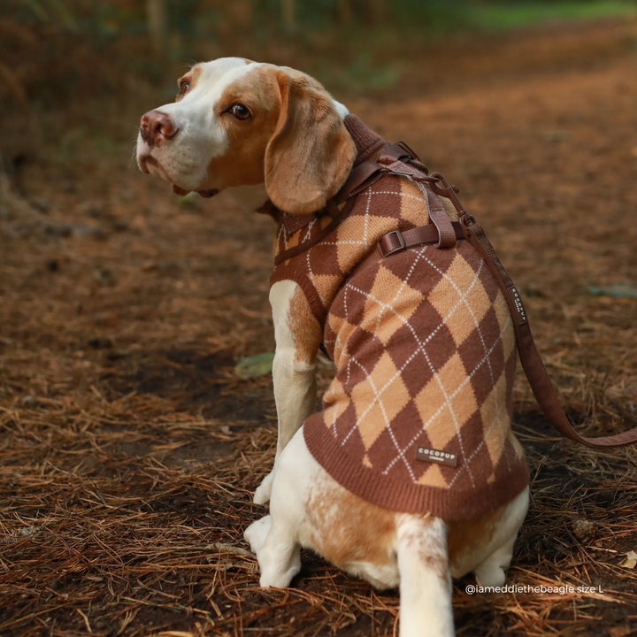 beagle wearing Dog jumper in a brown, tan, and white argyle pattern. 