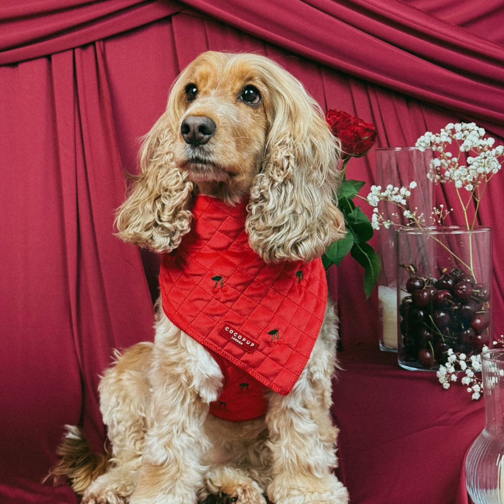 Cherry Velvet Crush Adjustable Neck Harness, Lead & Collar Bundle