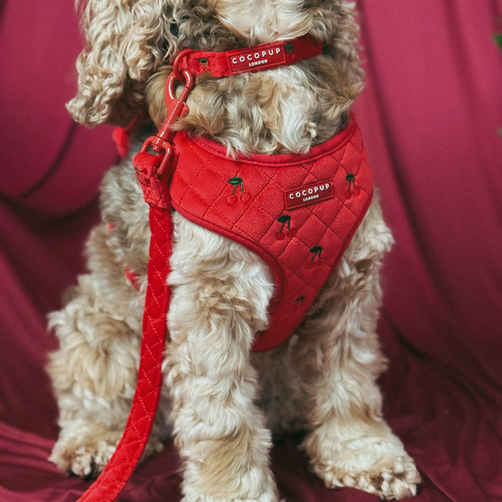 Cherry Velvet Crush COLLAR