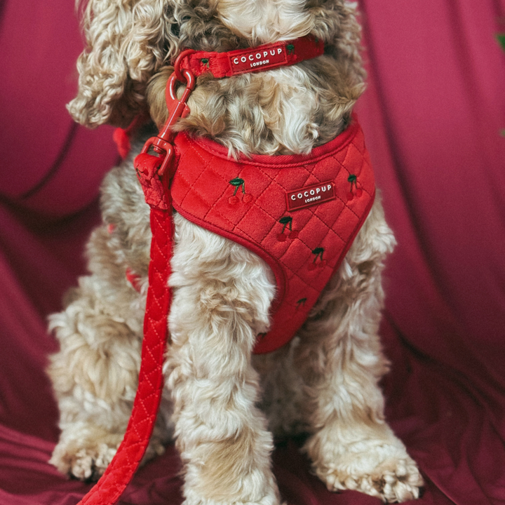 Cherry Velvet Crush COLLAR
