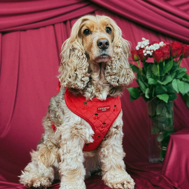 Cherry Velvet Crush Adjustable Neck Harness, Lead & Collar Bundle