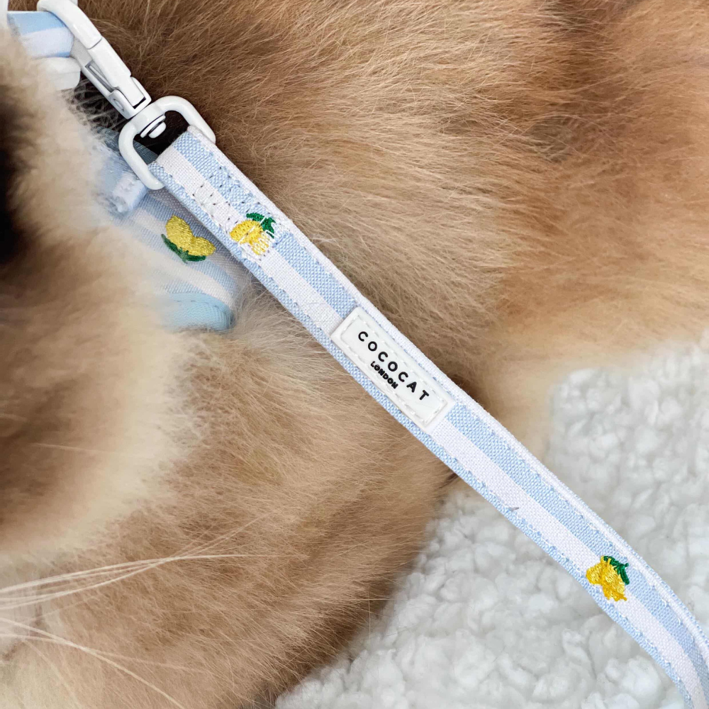 Fluffy cat wearing a yellow Cocopup London cat lead with lemon print and visible label.