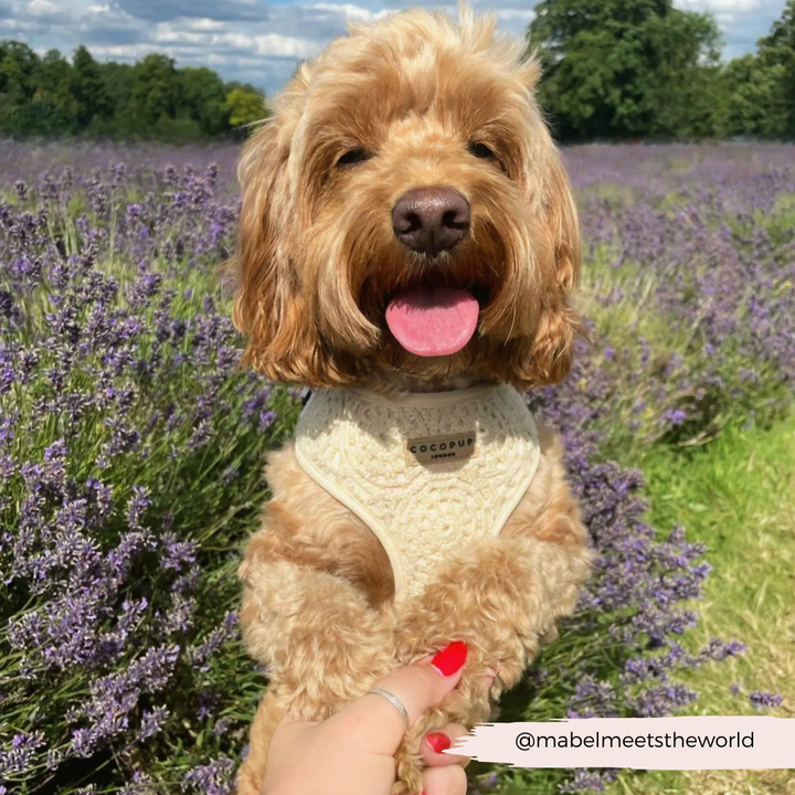 Festival Crochet Adjustable Neck Harness, Lead & Collar Bundle