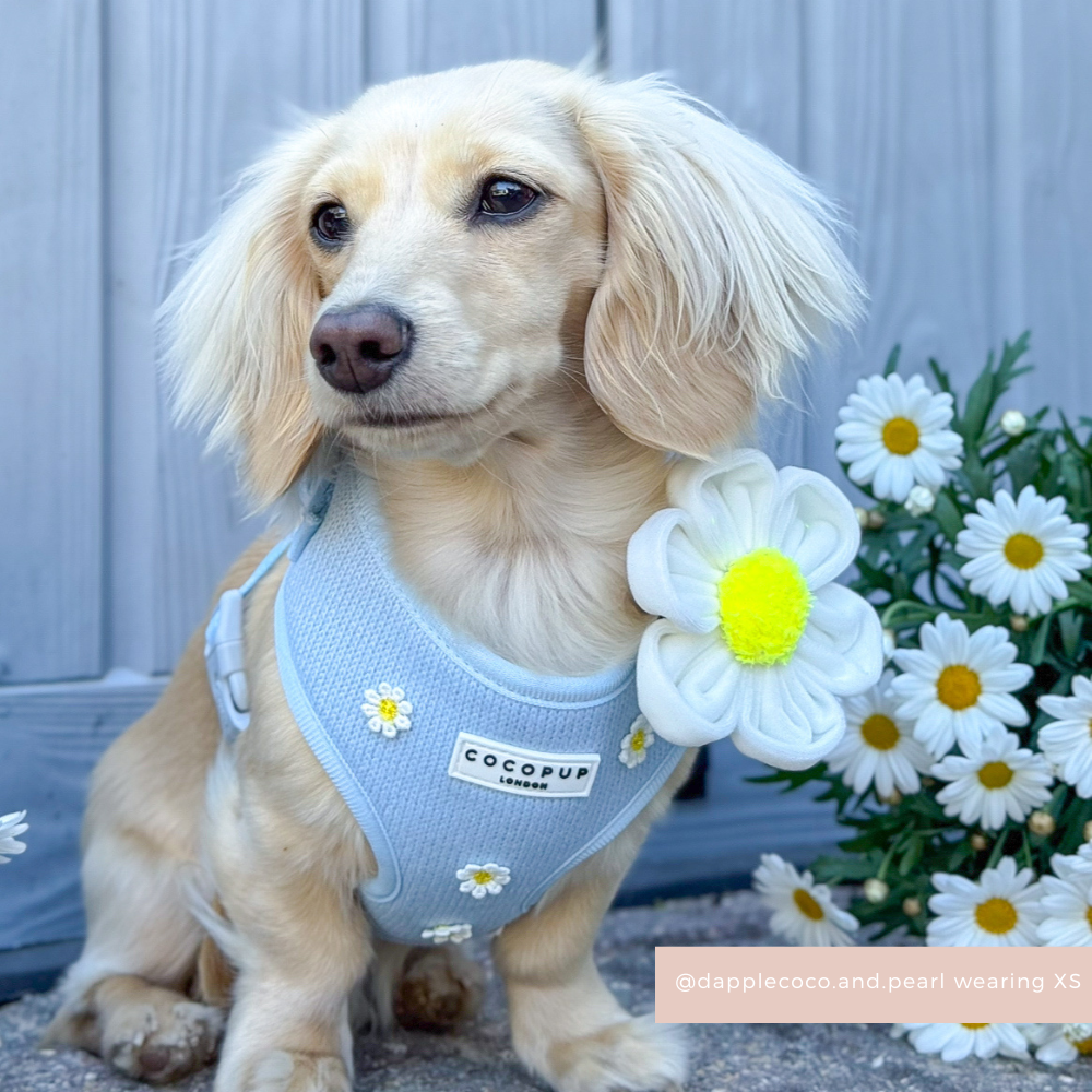 Daisy Collar Flower