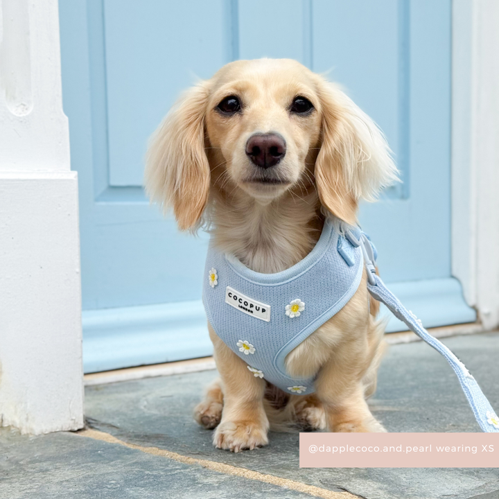Blue Daisy Dream Adjustable Neck Harness, Lead & Collar Bundle