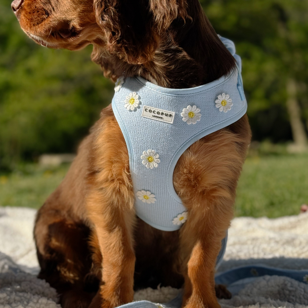 Blue Daisy Dream Adjustable Neck Harness, Lead & Collar Bundle