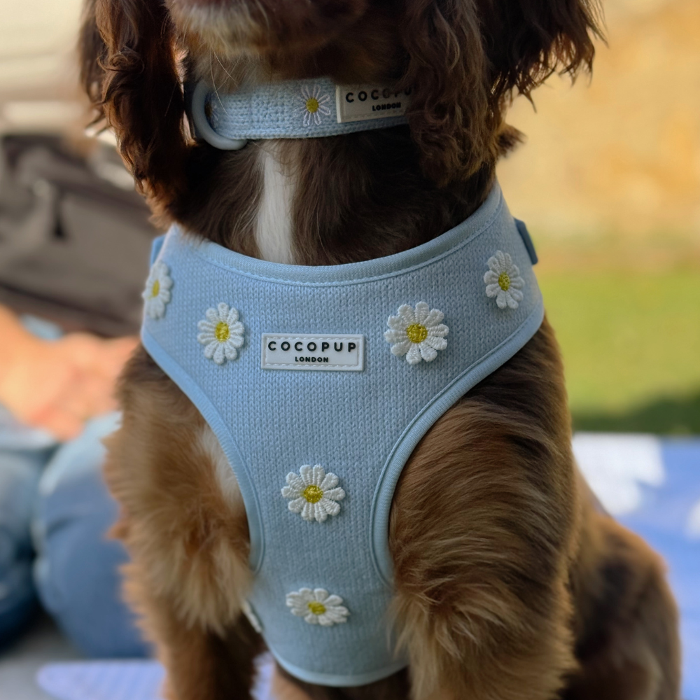 Blue Daisy Dream Adjustable Neck Harness, Lead & Collar Bundle