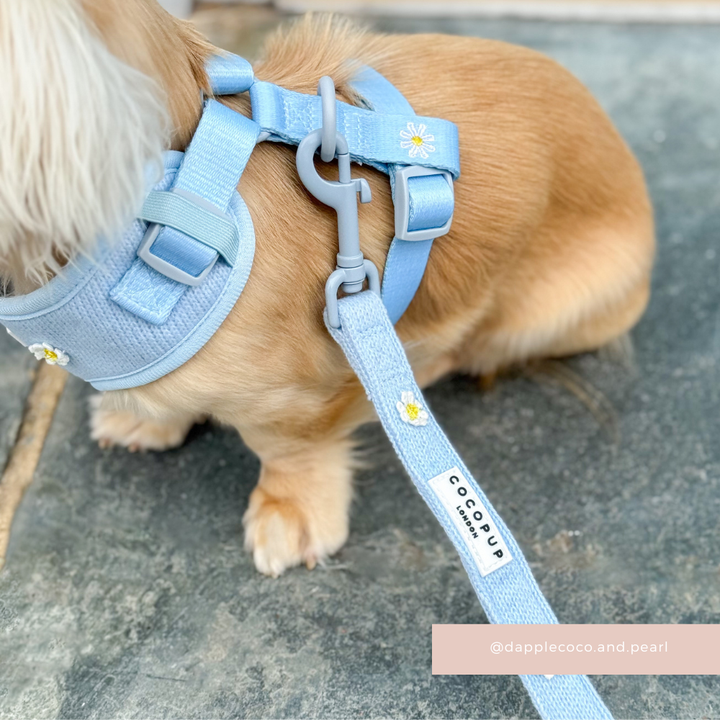 Blue Daisy Dream Adjustable Neck Harness, Lead & Collar Bundle