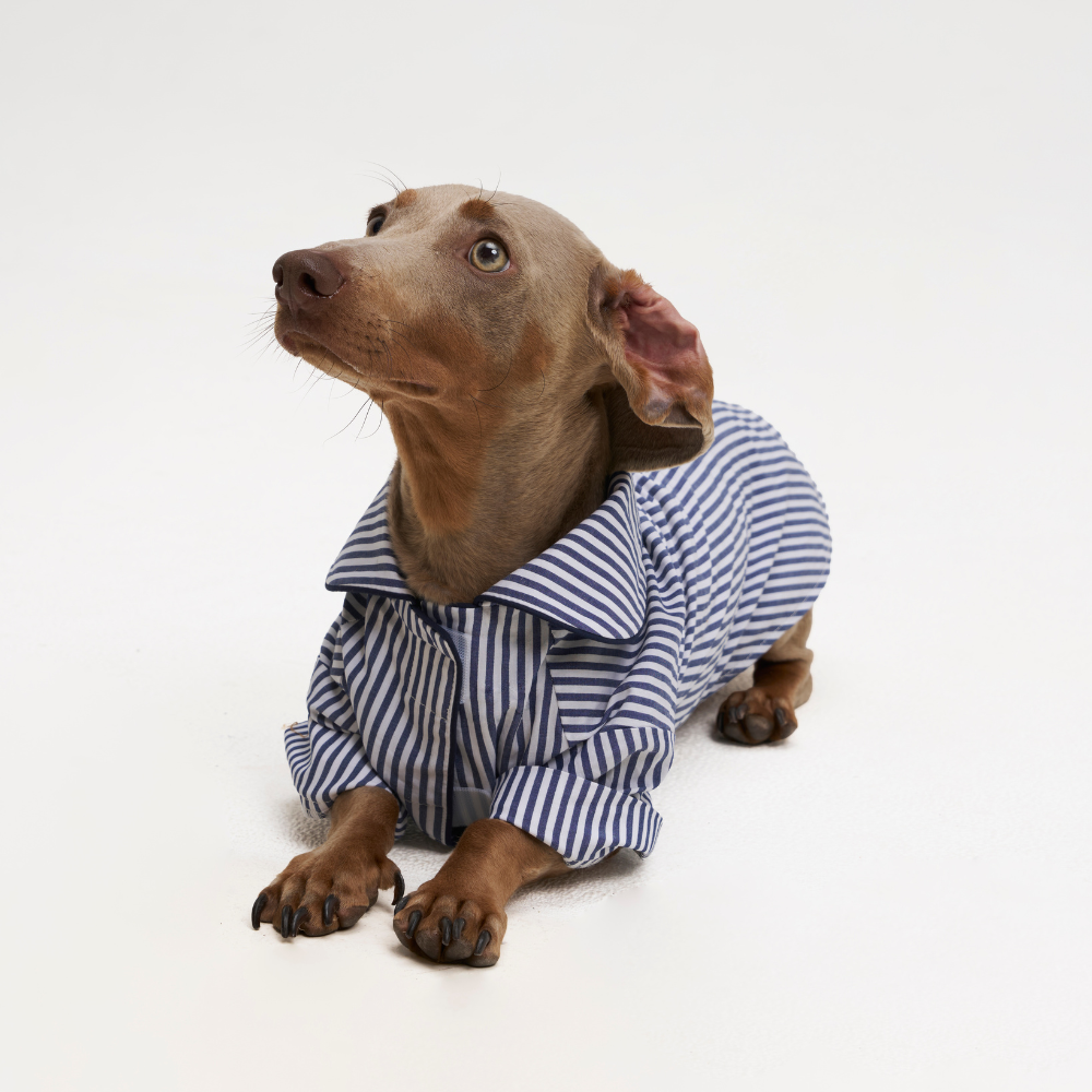 A small brown dachshund wearing a blue and white striped button-up shirt, lying on a clean white studio background.