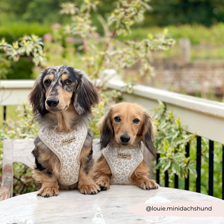 Luxe Adjustable Neck Harness - Garden Meadow