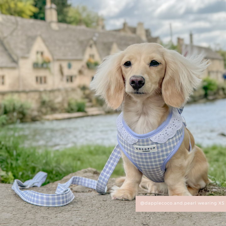 English Blue Adjustable Neck HARNESS