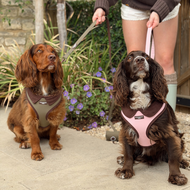 Two dogs wearing dog harnesses sitting on a stone patio in a garden setting, with a person holding leashes visible in the background.