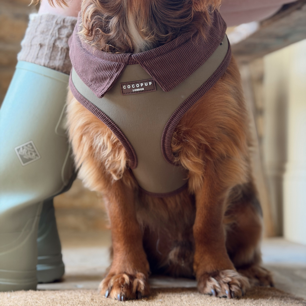 A small brown dog wearing a corduroy collar harness in taupe and moss green, sitting indoors next to a person wearing light green rain boots.