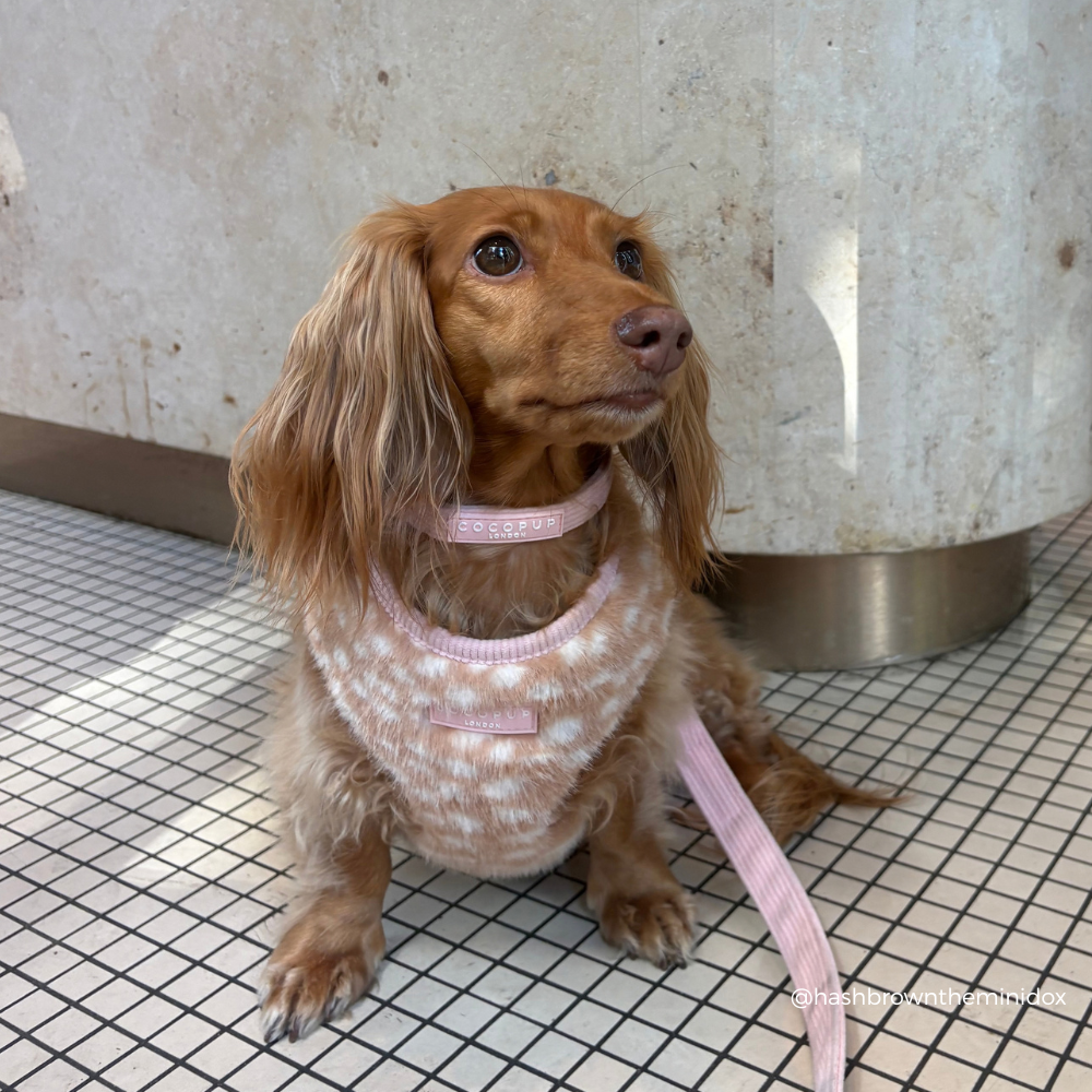 A long-haired brown dog wearing a pink patterned sweater vest and matching pink collar sits on a tiled floor in front of a concrete pillar.