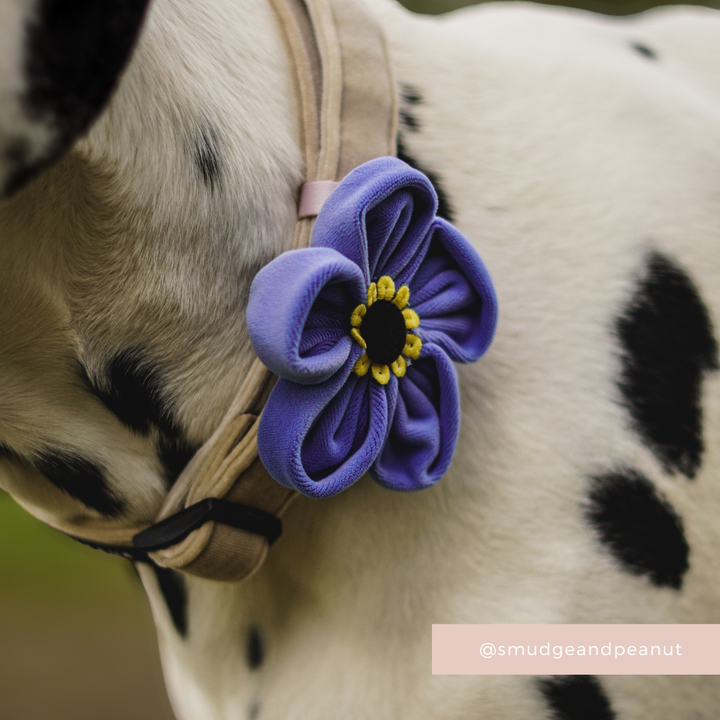 Forget Me Not Collar Flower
