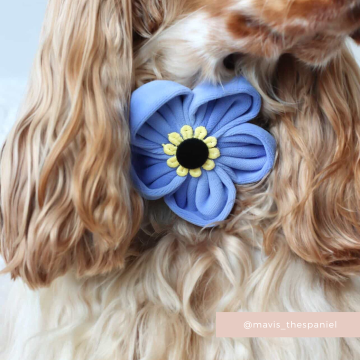 Forget Me Not Collar Flower