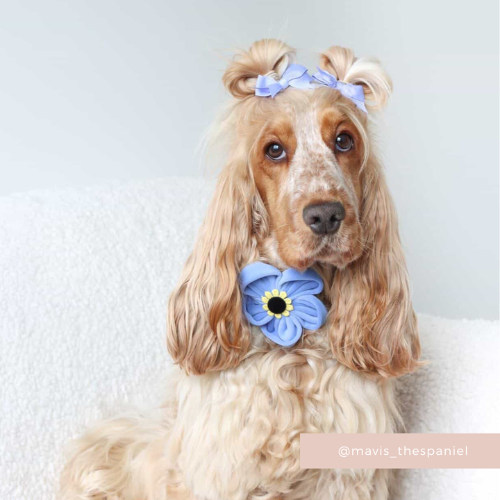 Forget Me Not Collar Flower