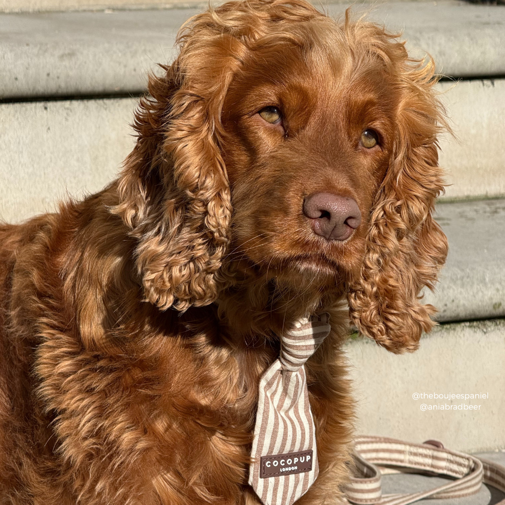 London Linen Stripes Dog Tie