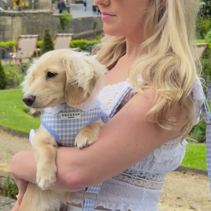 English Blue Adjustable Neck HARNESS
