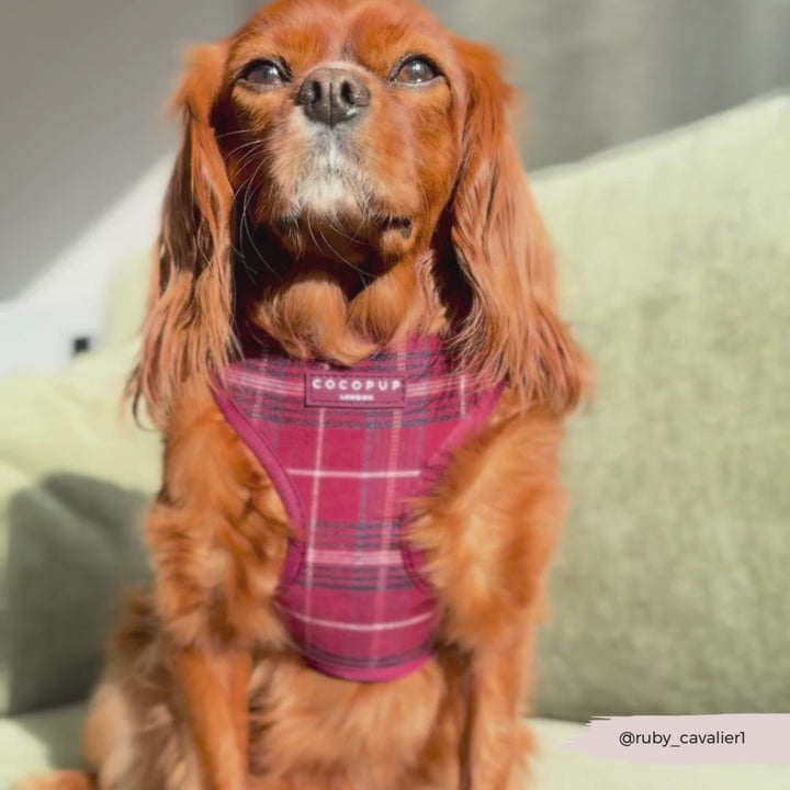 Mulberry Plaid Adjustable Neck HARNESS