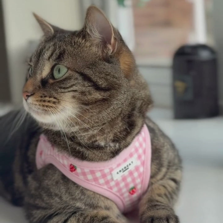 Cat Harness, Lead and Collar Bundle - Strawberry Picnic